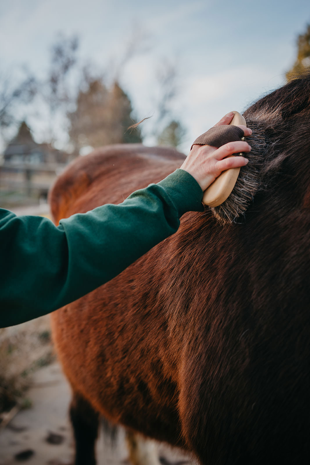 equine therapy branding photos of brushing horse.