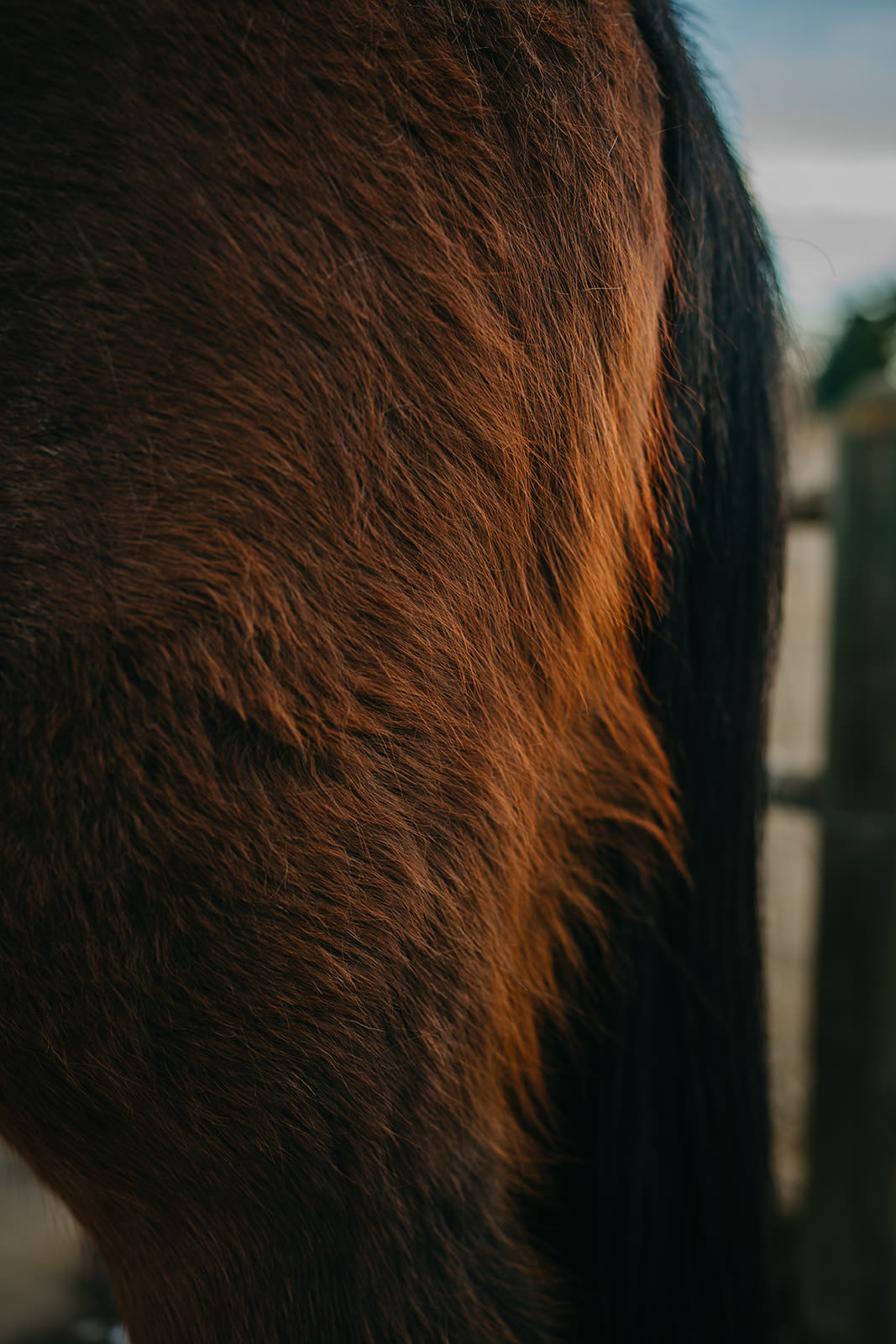 equine therapy branding photos of horse hair.