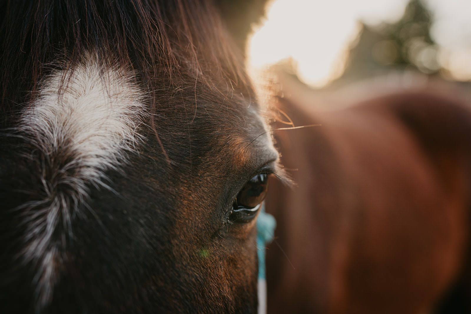 equine therapy branding photos of horse eye.