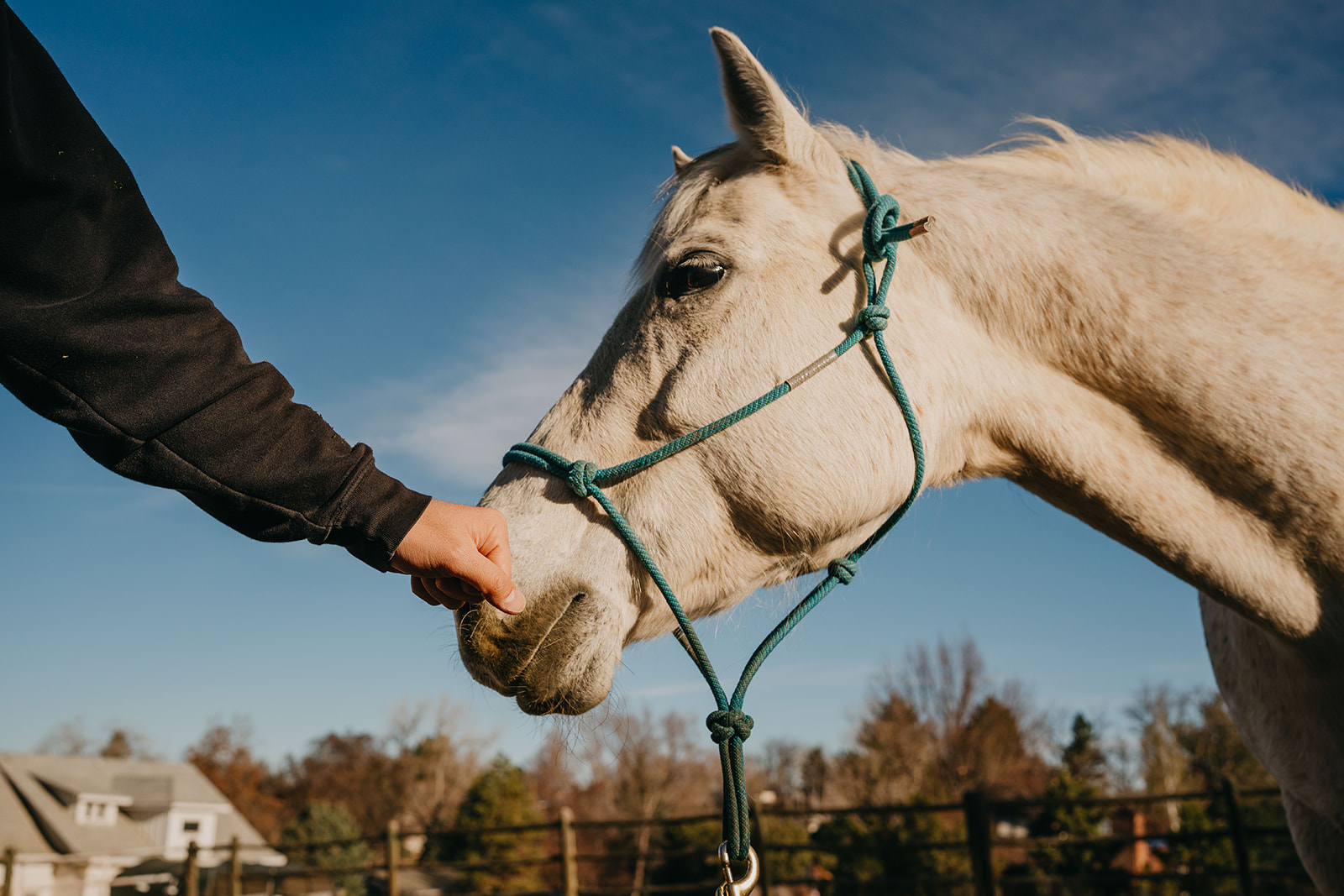 equine therapy branding photos of horse smelling hand.