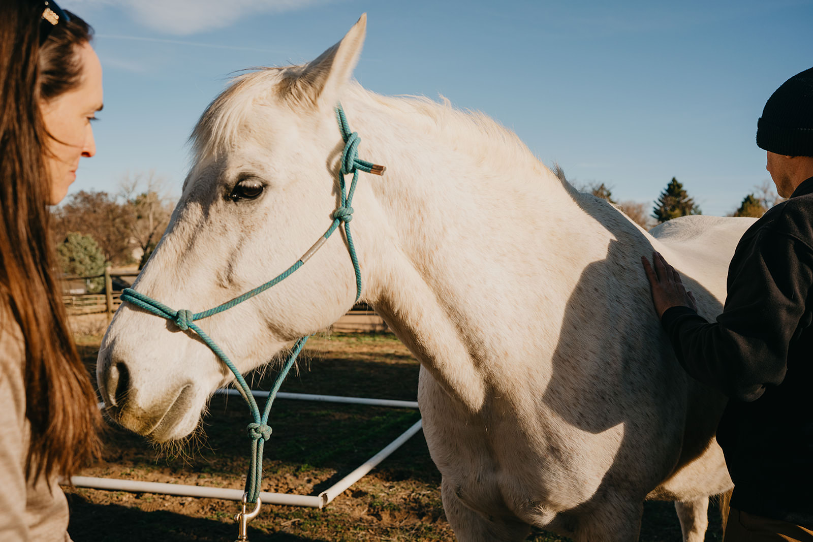 equine therapy branding photos of hands on horse.