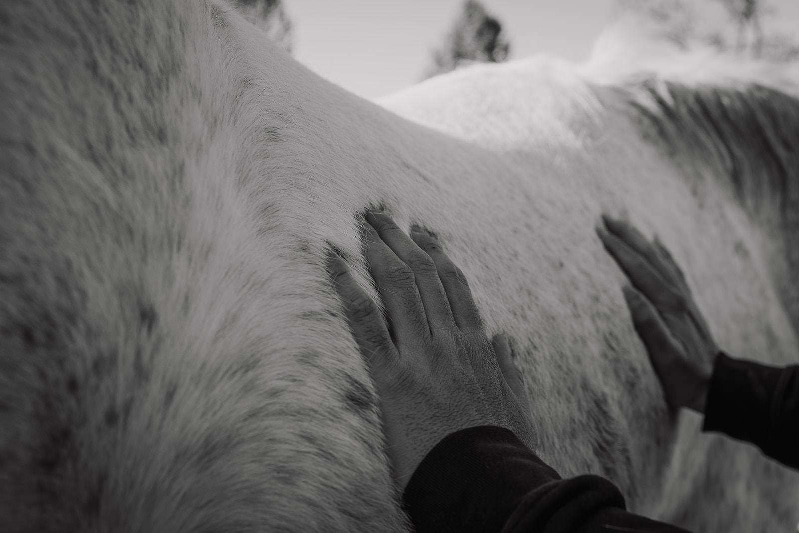 equine therapy branding photos of hands on horse to connect.