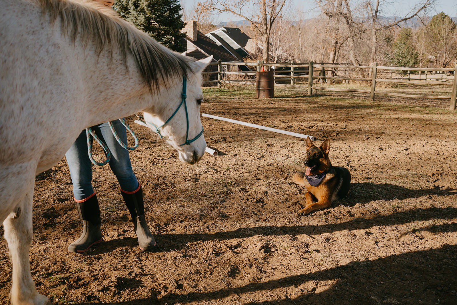 equine therapy branding photos of horse looking at dog.
