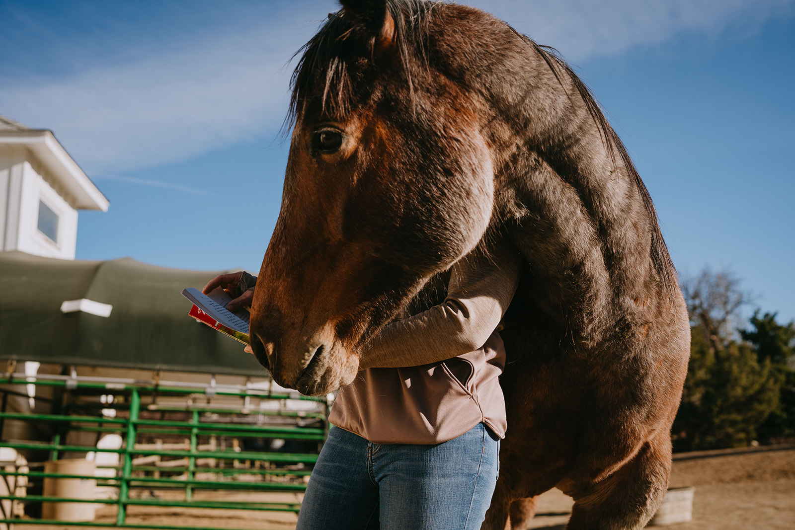 equine therapy branding photos of horse cuddling with woman.