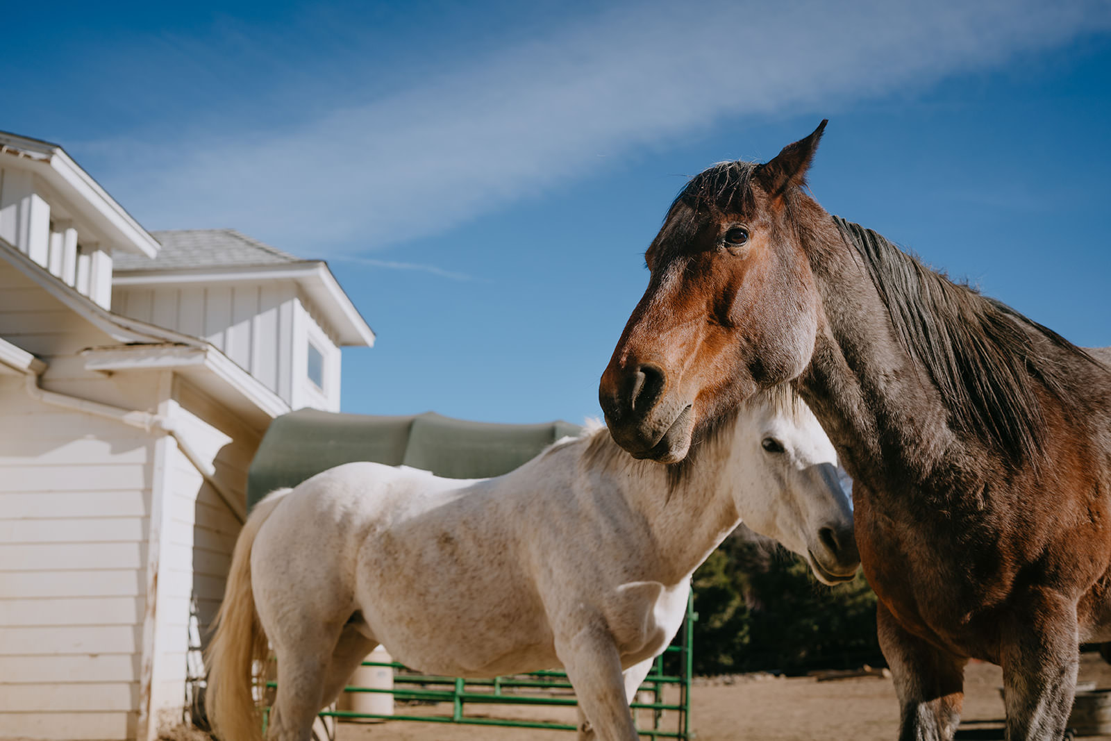 equine therapy branding photos of horses.