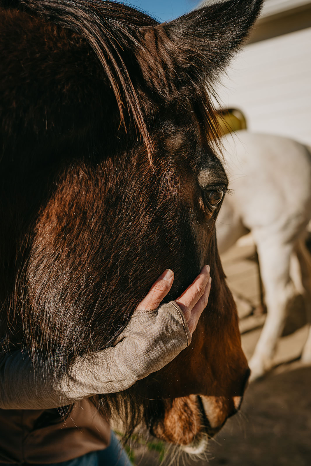 equine therapy branding photos of woman caressing horse.