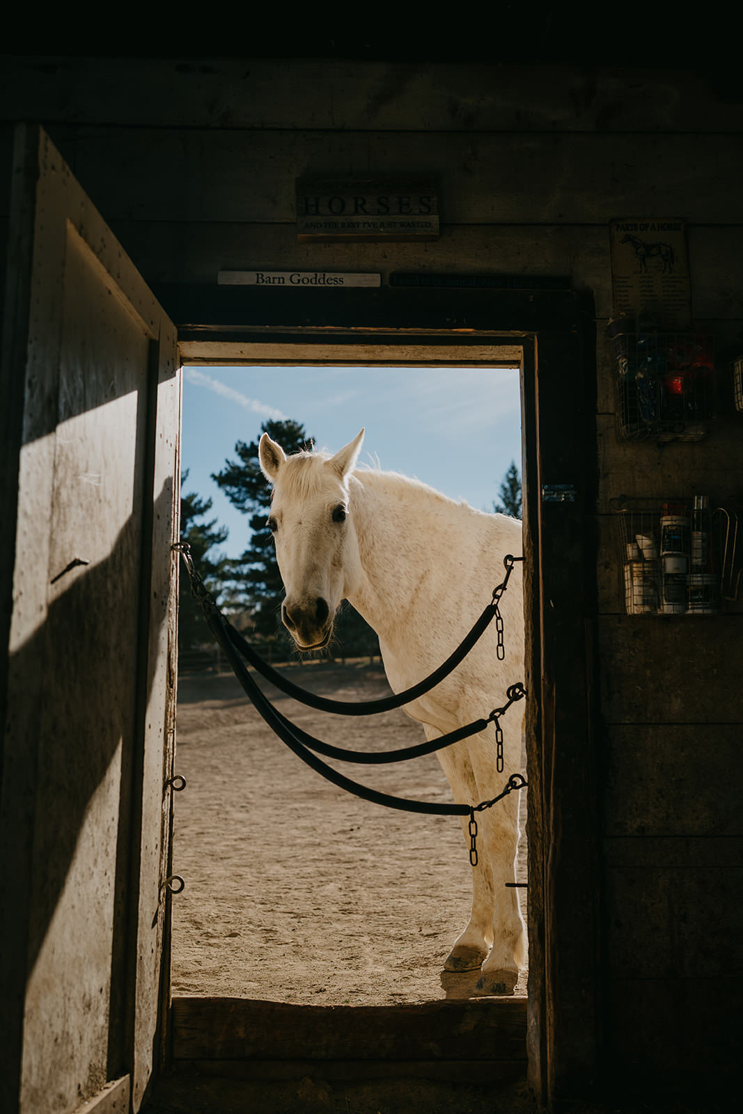 equine therapy branding photos of horse in stable door.
