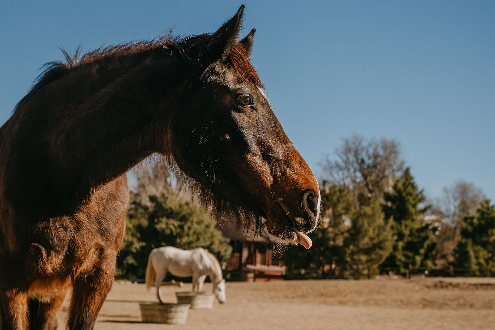 equine therapy branding photos of horse sticking tongue out.