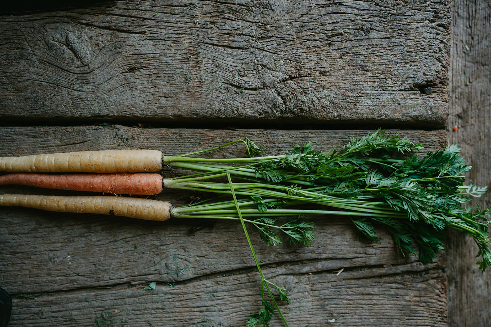 equine therapy branding photos of carrot snacks for horses.