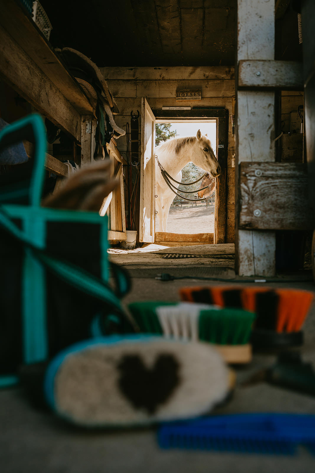 equine therapy branding photos of horse in barn door and tools in front.