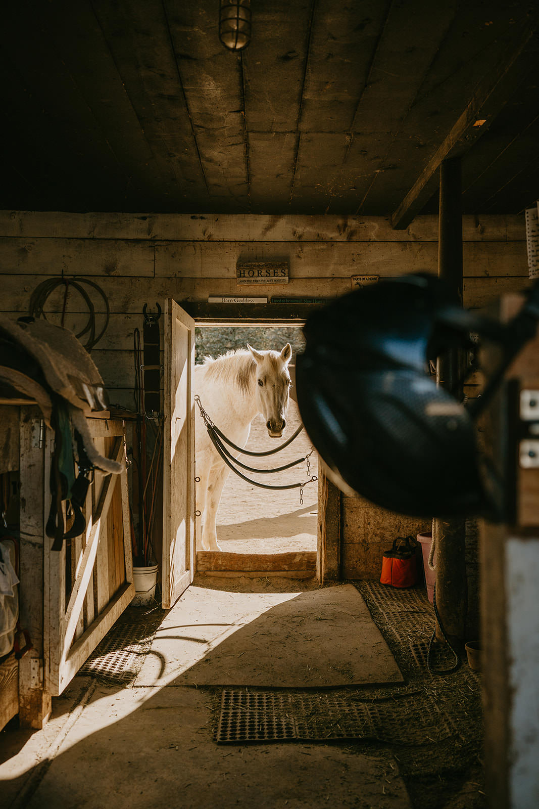 equine therapy branding photos of horse in barn door looking with child riding helmet in front.