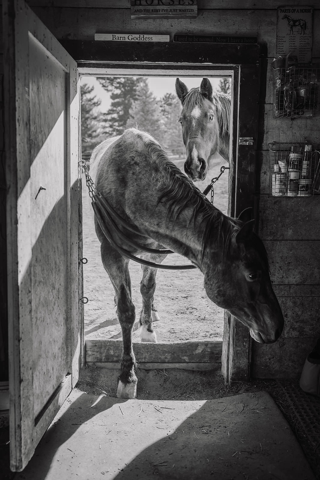 equine therapy branding photos of horse stepping into barn.